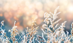 雪