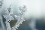 雪