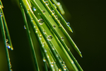 雨水