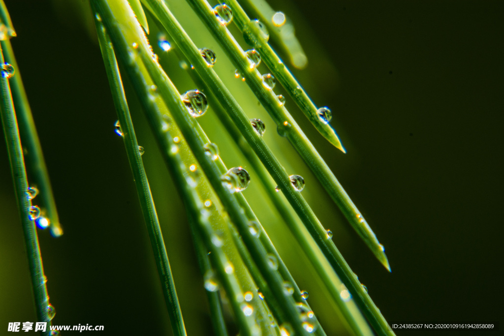 雨水