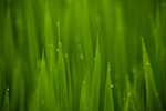 雨水