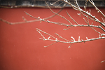 雪