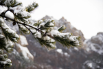 雪