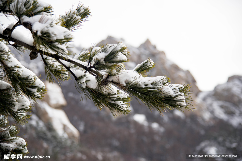 雪