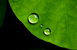 雨水