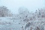 雪