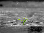 雨水