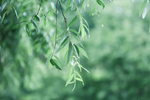 雨水