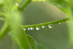 雨水