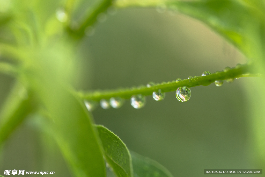 雨水