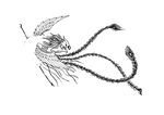 中国古典花纹