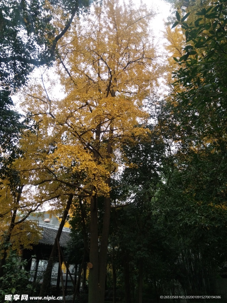 银杏树 秋天 黄叶 树叶 大树