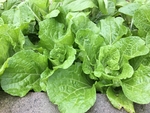 白菜 青菜
