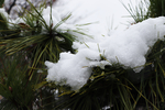 雪中松树