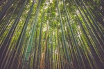 竹林