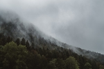 森林背景
