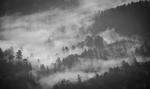 森林背景