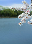 春天的山桃花