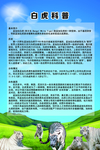 白虎科普