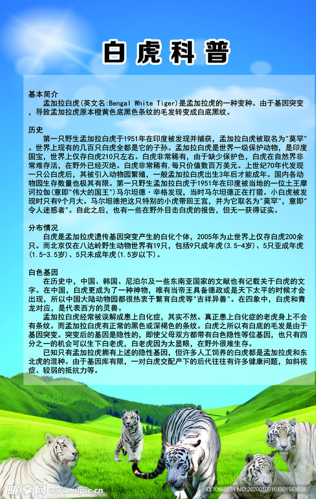 白虎科普