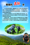 猩猩进化史