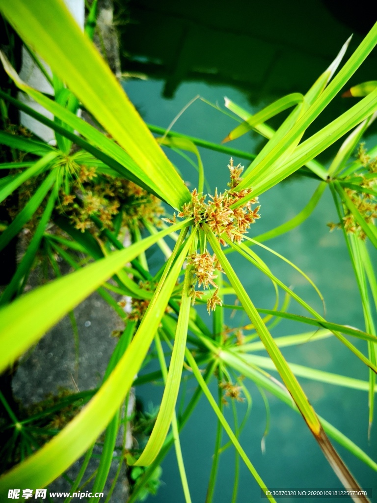 野生植物