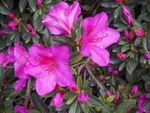 杜鹃花