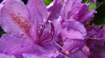 杜鹃花