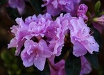 杜鹃花