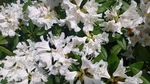杜鹃花