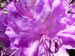 杜鹃花