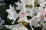 杜鹃花