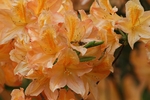杜鹃花