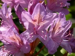 杜鹃花