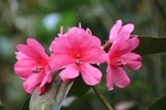 杜鹃花