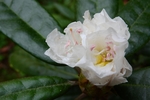杜鹃花