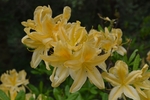 杜鹃花