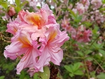 杜鹃花