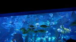 海底生物
