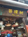 婺源风光 婺源风景  菩提树