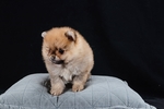 狗