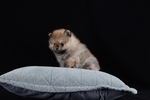 狗