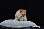 狗