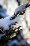 雪天