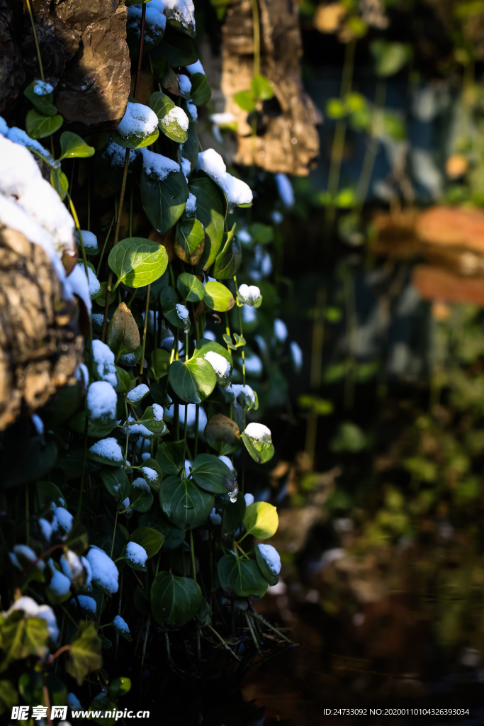 雪天植物
