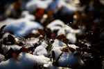 雪天