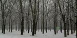 风雪小树林