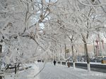 雾凇 树挂 积雪 东北 冬天