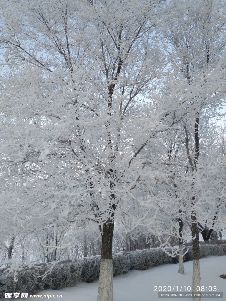 雾凇 树挂 积雪 东北 冬天