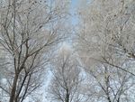 雾凇 树挂 积雪 东北 冬天